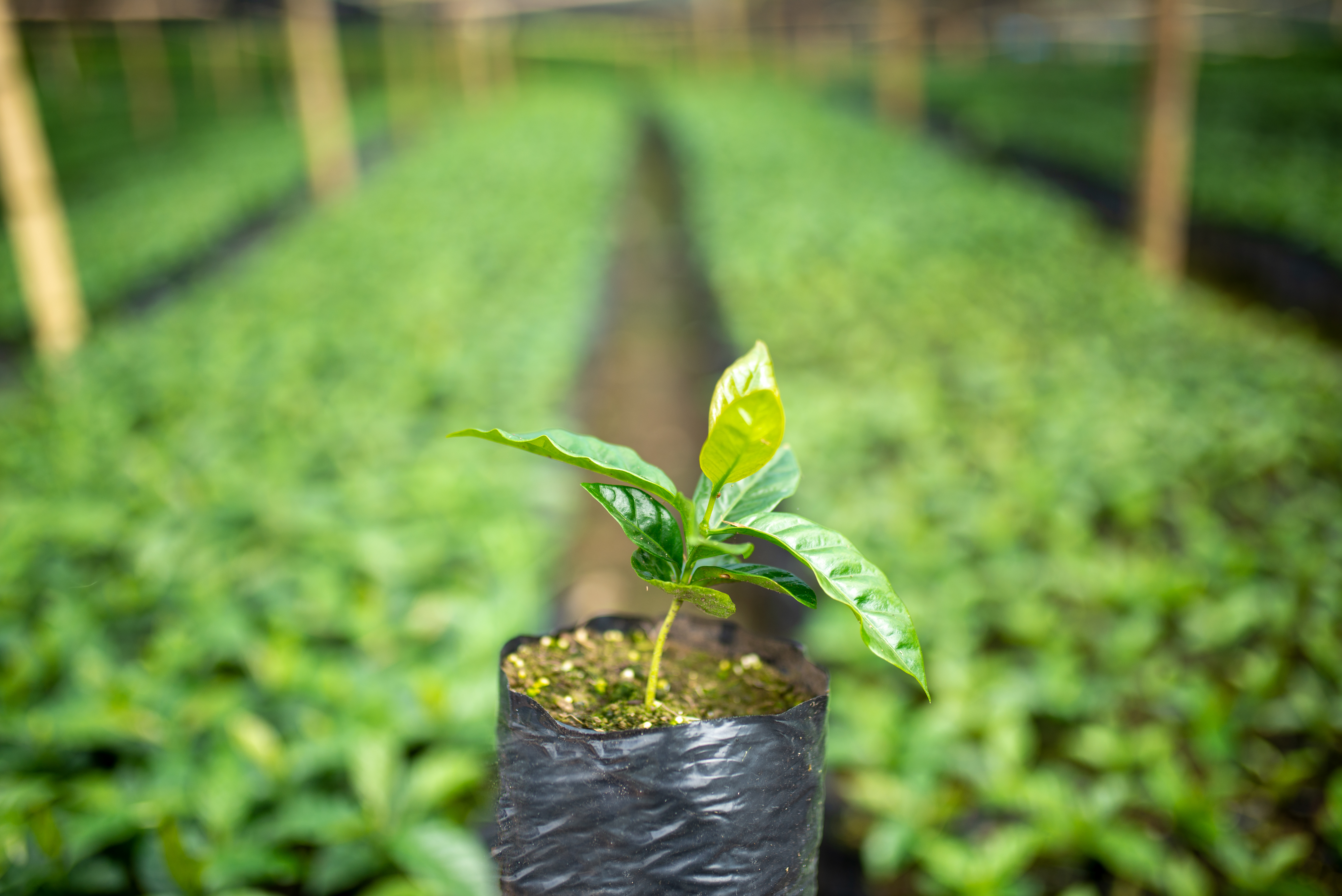 Gestión Comercial